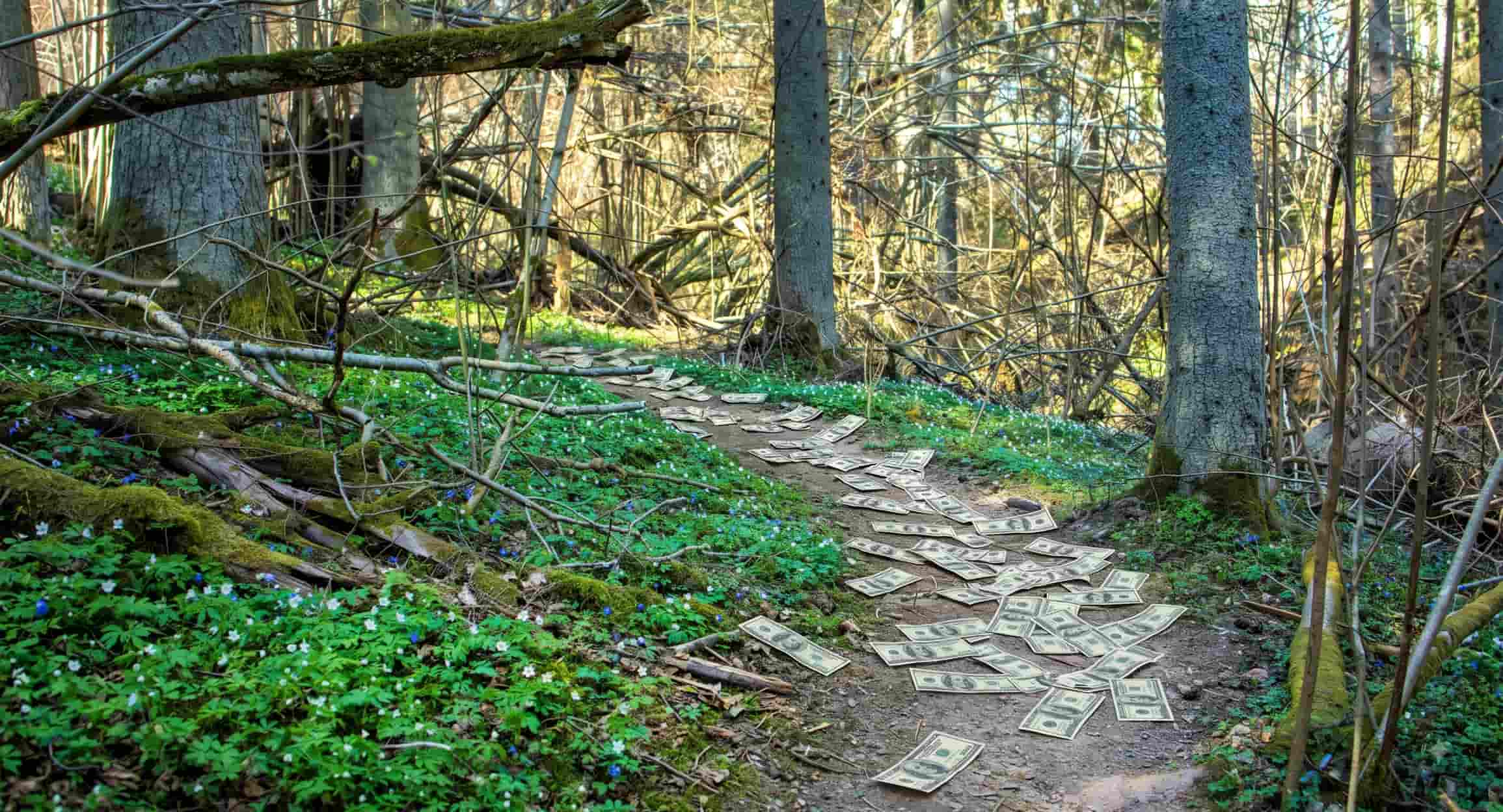Trail of money through a wooded landscape representing tracing diverted funds and assets